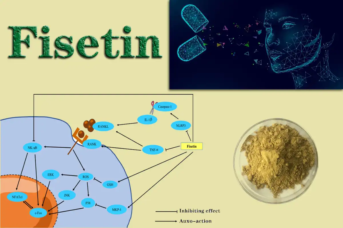 Fisetin Pure.jpg Fisetin Pure.jpg